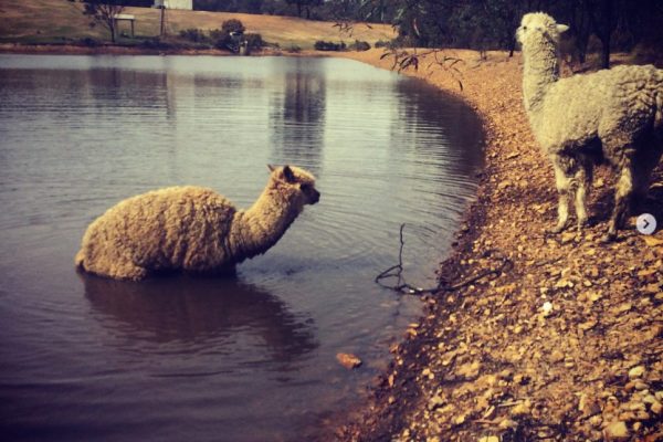 alpacaseagleridge