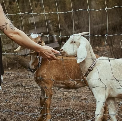 goats